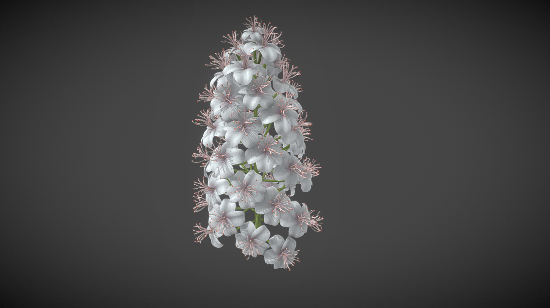 3D-Modell: Kastanienblüten
