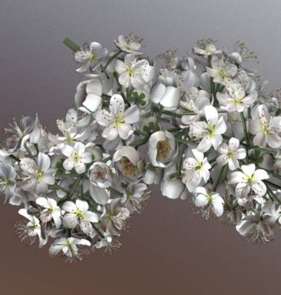 Top 10 unserer besten 3D-Baum-Modelle: Eberesche Blüte/ Rowan Blossom