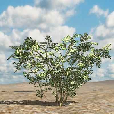 3D Katalog Pflanzen: Blauer Holunder