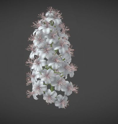 3D-Modell: Kastanienblüten
