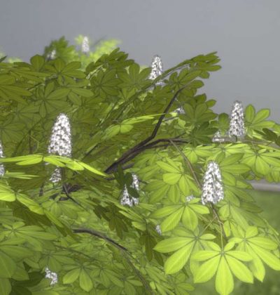 Hochdetailliertes 3D-Baum-Modell: Kastanien im Frühling