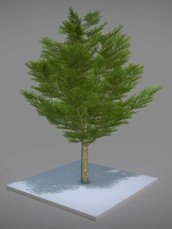 platane 21 meter sommer